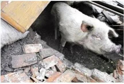 肥猪能不能别来挤地铁啊 肥猪能不能别来挤地铁啊