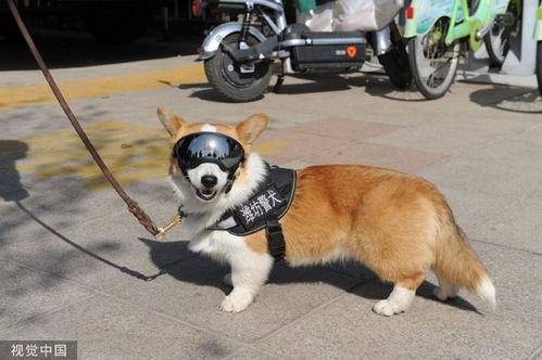 网红柯基警犬福仔巡逻时偷吃烤肠 网红柯基警犬福仔巡逻时偷吃烤肠