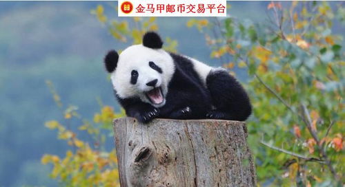 外交部回应日本想再次租借大熊猫