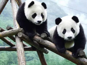 外交部回应日本想再次租借大熊猫