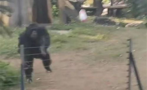 网红猩猩扔石块砸伤游客 动物园回应 网红猩猩扔石块砸伤游客 动物园回应