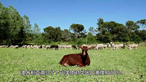 澳大利亚扩大对华羊肉出口 澳大利亚扩大对华羊肉出口