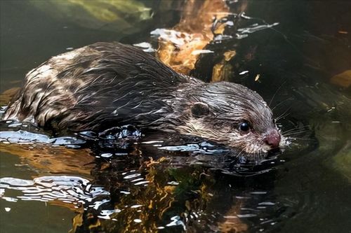 野猫从天而降掉进露天火锅烫伤9人