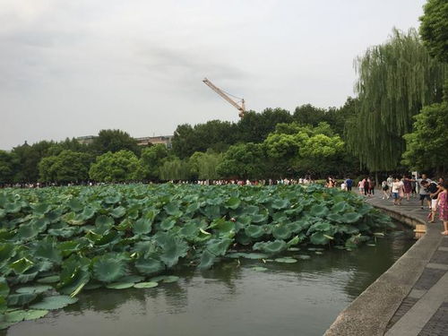 西湖风景区回应农药喷进游客嘴里