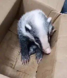 猫咪掉进火锅 老板将赔付1万3