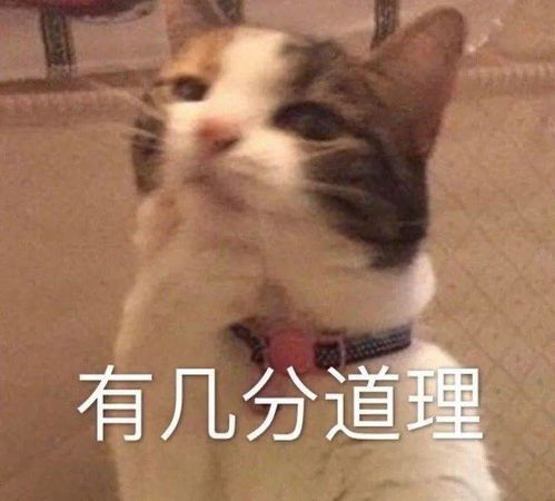 猫咪掉进火锅 老板将赔付1万3