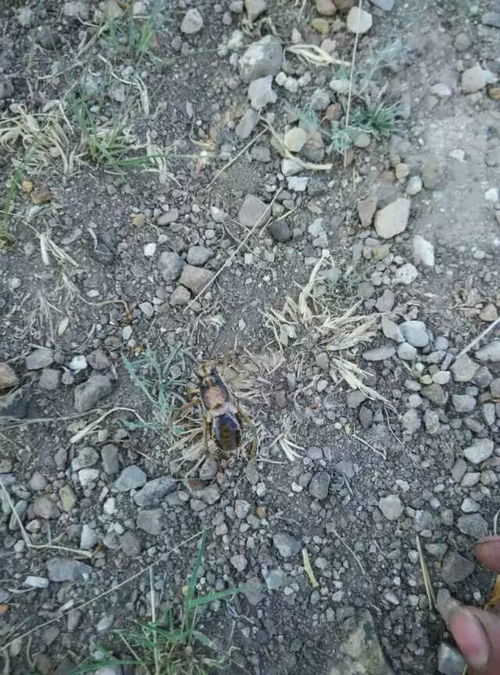 陕西一景区大量虫子往游客脖子里钻