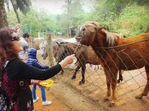 游客在动物园被溜达的马咬伤 游客在动物园被溜达的马咬伤