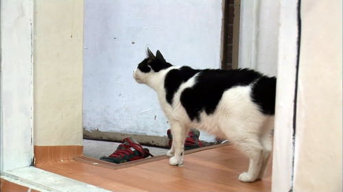 掉入火锅小猫已离世 掉入火锅小猫已离世