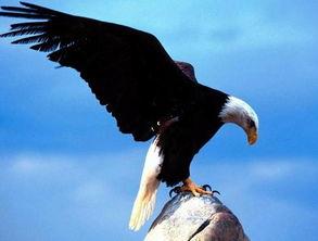 男子路边抽烟 后脑勺被老鹰袭击