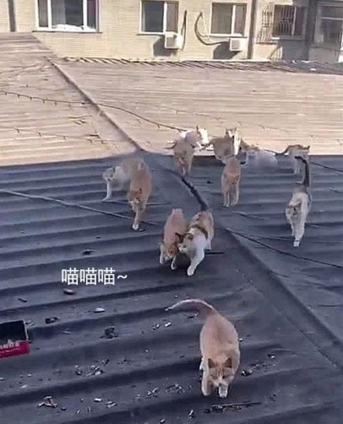 男子路边抽烟 后脑勺被老鹰袭击