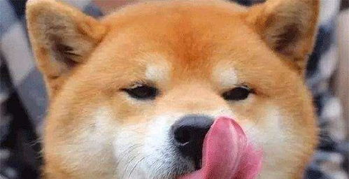 \好朋友\来玩 狗狗示意主人开门