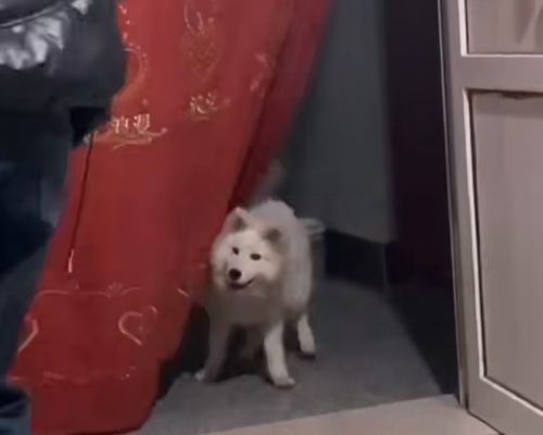 \好朋友\来玩 狗狗示意主人开门