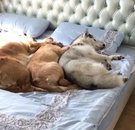 \好朋友\来玩 狗狗示意主人开门