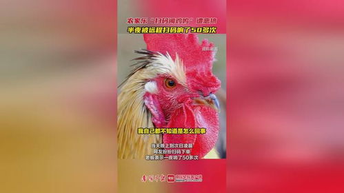 农家乐“扫码闻鸡鸣”遭跟风恶搞