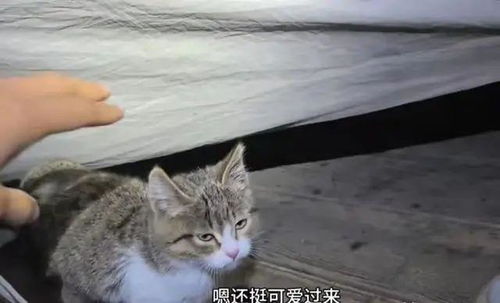 网红猫“悟空”死亡时到底发生了什么 网红猫“悟空”死亡时到底发生了什么