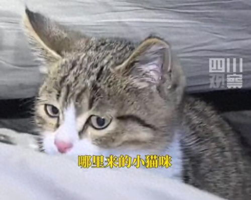 网红猫“悟空”死亡时到底发生了什么 网红猫“悟空”死亡时到底发生了什么