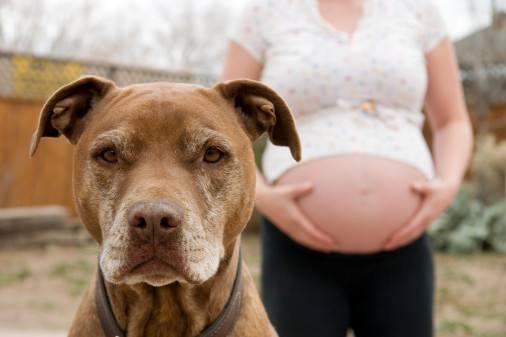 孕妇被狗咬 主人称狗咬的让狗道歉