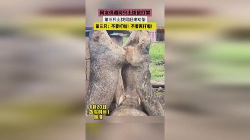 网友自驾游偶遇土拨鼠打架 网友自驾游偶遇土拨鼠打架