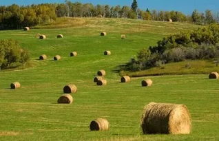 “中国可没要让加拿大变成一个省”