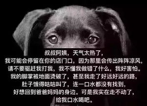 超市老板假借爱心领养烹食流浪狗