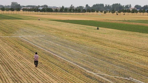 河南干旱部分农户提前割麦