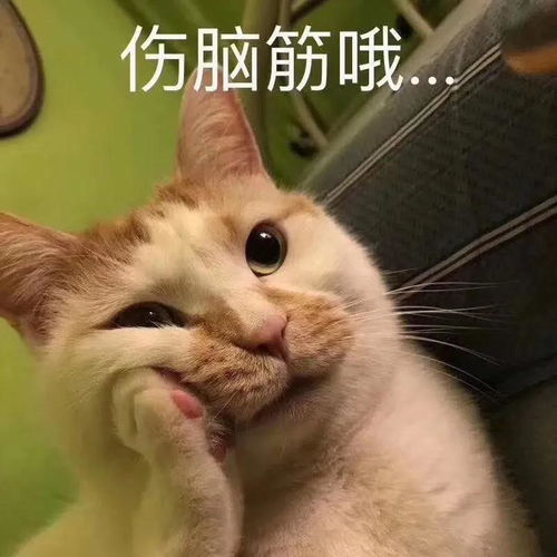 给导师误发了二十多分钟表情包