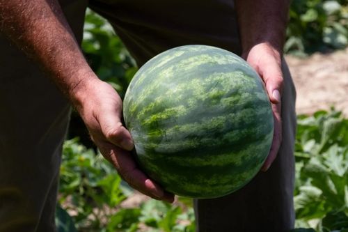 男子每天拍西瓜月入3万背后