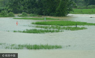 广西一地持续暴雨:稻田成河(广西持续暴雨，稻田成河的自然现象与背后的挑战)