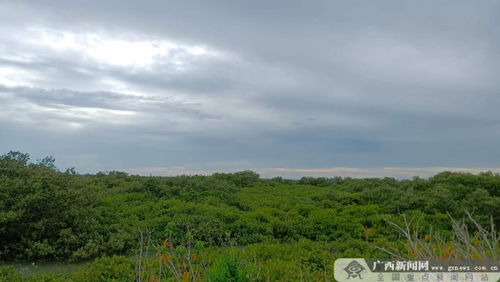 广西一地持续暴雨:稻田成河(广西持续暴雨，稻田成河的自然现象与背后的挑战)