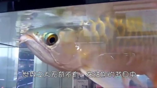 男子喂食人鱼被咬掉手指无奈接脚趾(男子喂食人鱼遭遇意外,接脚趾重塑生活希望) 男子喂食人鱼被咬掉手指无奈接脚趾(男子喂食人鱼遭遇意外,接脚趾重塑生活希望)