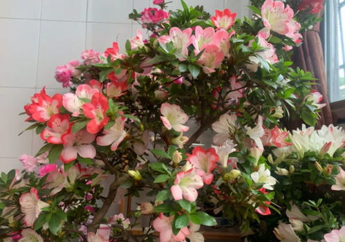 汽车坐便器寿命多少(汽车坐便器寿命及其影响因素探讨) 汽车坐便器寿命多少(汽车坐便器寿命及其影响因素探讨)