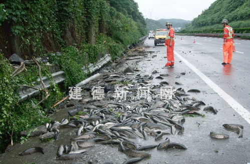 汽车鱼价值多少(汽车鱼的价值评估)