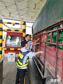 长蛇爬进收费站岗亭 收费员惊吓逃离(长蛇爬进收费站岗亭，收费员惊吓逃离)