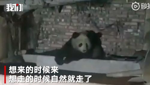 男子遇野生大熊猫一开始以为是猪(男子偶遇野生大熊猫，初以为是猪)