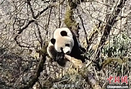 男子遇野生大熊猫一开始以为是猪(男子偶遇野生大熊猫，初以为是猪)