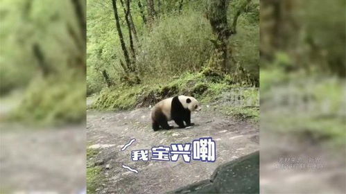 男子遇野生大熊猫一开始以为是猪(男子偶遇野生大熊猫，初以为是猪)