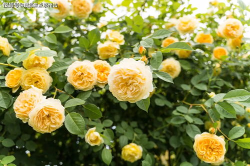 汽车锯片威力多少(汽车锯片威力的探索与解析)