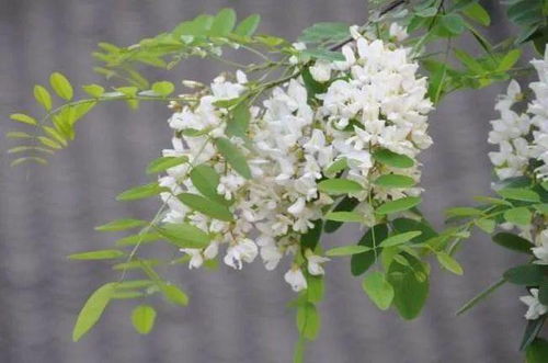 汽车视力要求多少(汽车视力要求多少，探究汽车视力的标准与影响因素)