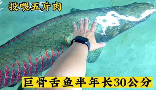 男子在家中建10米长鱼缸养巨骨舌鱼(男子家中打造巨骨舌鱼天堂,一座长达十米的豪华鱼缸) 男子在家中建10米长鱼缸养巨骨舌鱼(男子家中打造巨骨舌鱼天堂,一座长达十米的豪华鱼缸)
