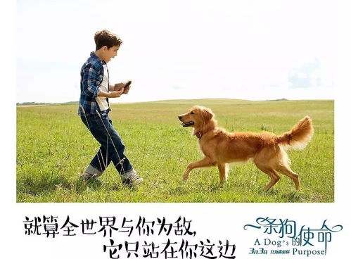 小狗外卖员 使命必达(小狗外卖员,使命必达的无畏精神) 小狗外卖员 使命必达(小狗外卖员,使命必达的无畏精神)