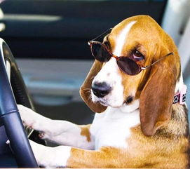 狗狗汽车运费多少(狗狗汽车运费详解，价格因素与考量)