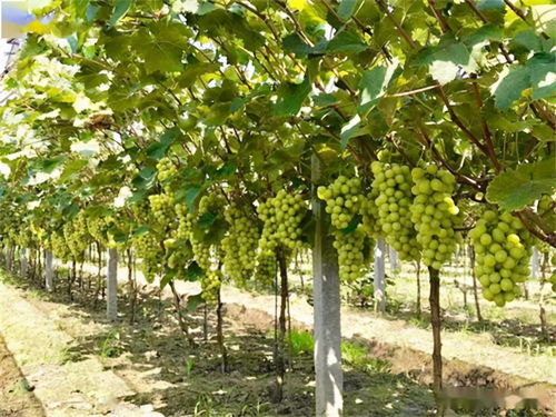 汽车前汽车片多少钱(汽车前刹车片价格及其相关因素探讨)