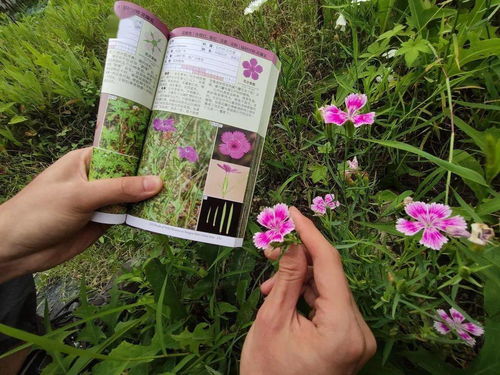 男子捡花被惊呆:是用钱包着的花(男子捡花被惊呆,钱包里的意外发现) 男子捡花被惊呆:是用钱包着的花(男子捡花被惊呆,钱包里的意外发现)