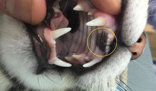 汽车mtbf多少(汽车MTBF多少,深入了解汽车平均故障间隔时间) 汽车mtbf多少(汽车MTBF多少,深入了解汽车平均故障间隔时间)