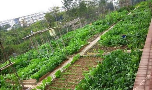 汽车菜园坝到三亚多少钱(汽车从菜园坝到三亚的费用详解) 汽车菜园坝到三亚多少钱(汽车从菜园坝到三亚的费用详解)