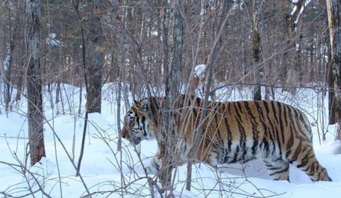 鹤误入虎区与七只老虎对峙(鹤误入虎区，与七只老虎的惊险对峙)