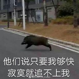野猪闯进学校 随后自己游走了(野猪闯进学校，一场意外的自然探访)