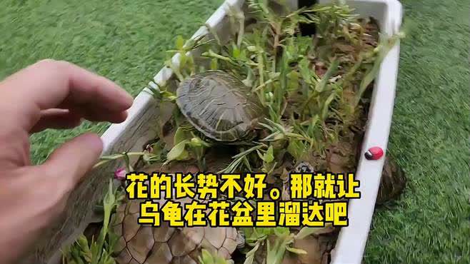 “死去”乌龟埋进花盆2个月后复活(死去复生的乌龟,埋进花盆后的奇迹) “死去”乌龟埋进花盆2个月后复活(死去复生的乌龟,埋进花盆后的奇迹)