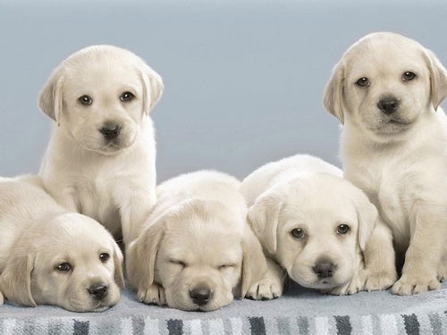 女子立遗嘱给宠物狗留了十几万(女子深情立遗嘱，特殊关爱留给宠物狗，一份跨越生与死的情感守护)